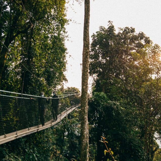 Nyungwe National Park