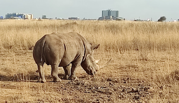 5 Days Highlights of Kenya Exclusive Safari